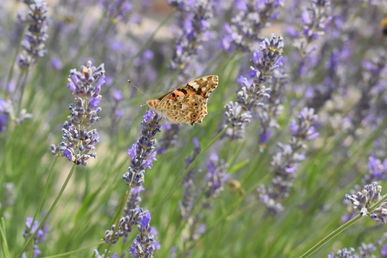 two erflies sitting on top of lavenders