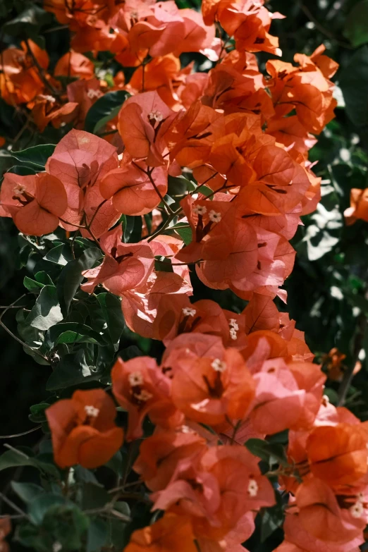 closeup of flowers in the bushes outside