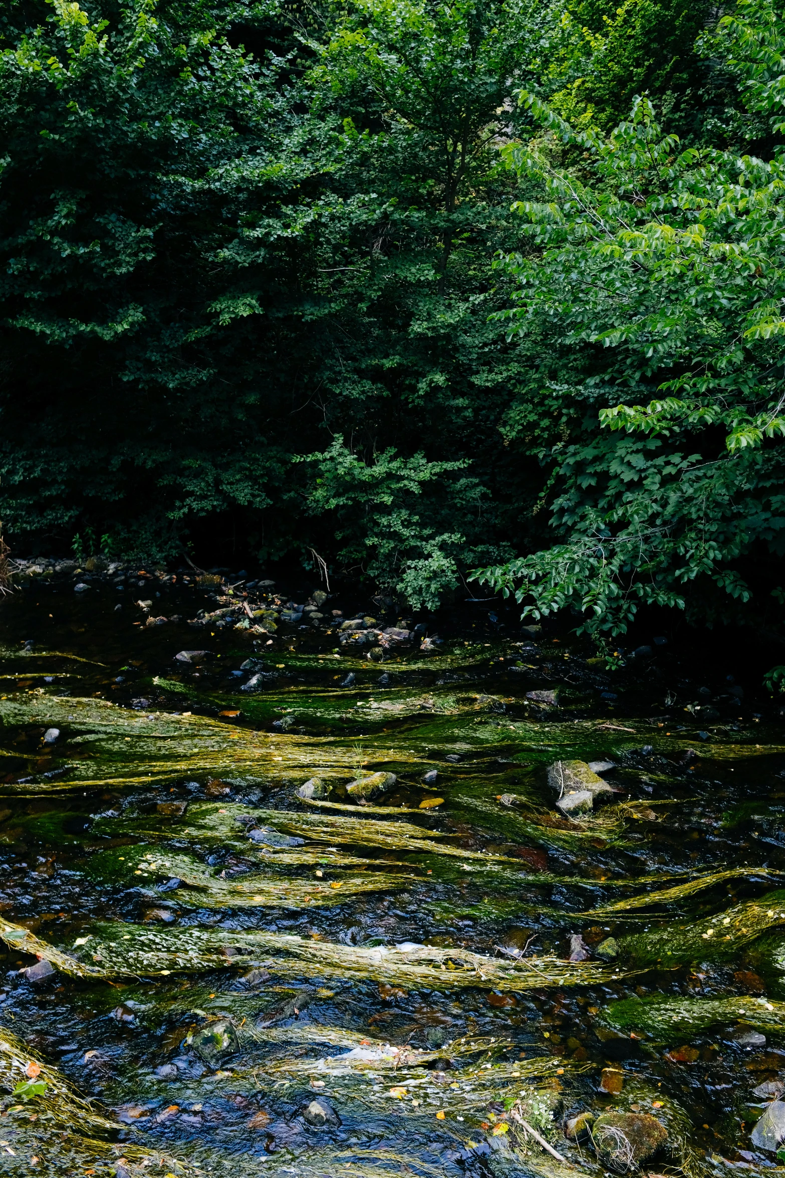 a stream with moss covered ground, trees, and leaves