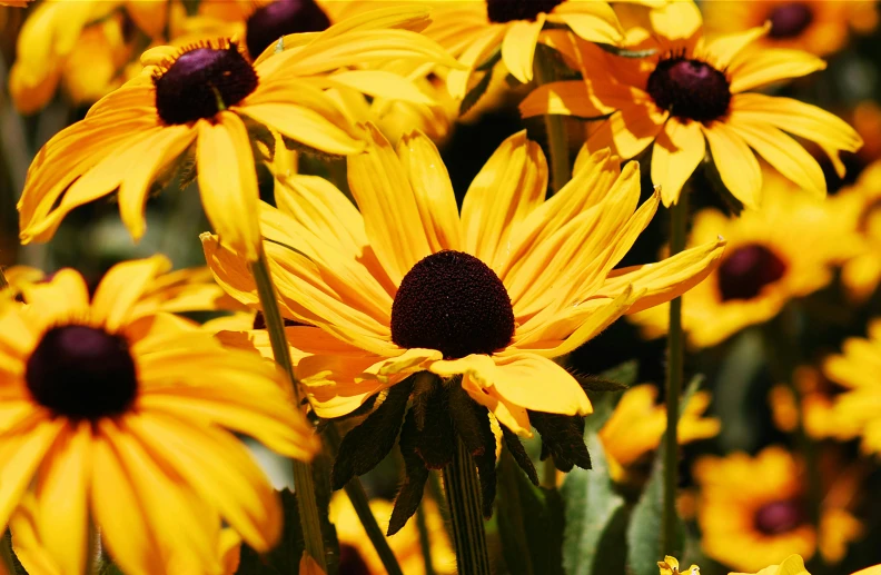 a yellow daisy flower with a black center
