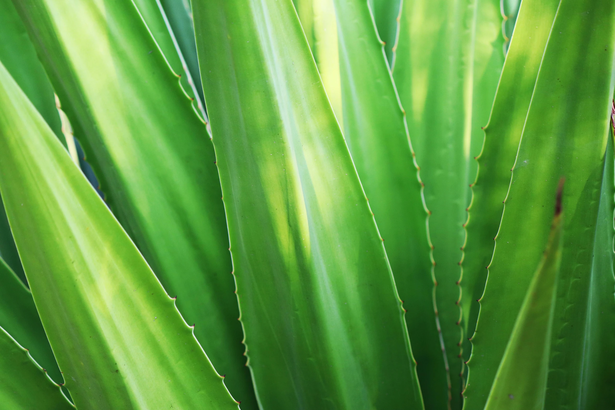 the green leaves of an aloea plant