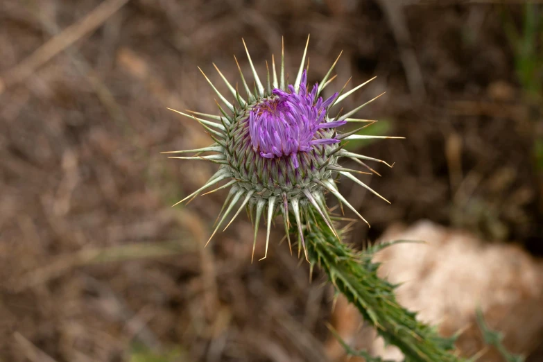 the large flower is blooming in the field