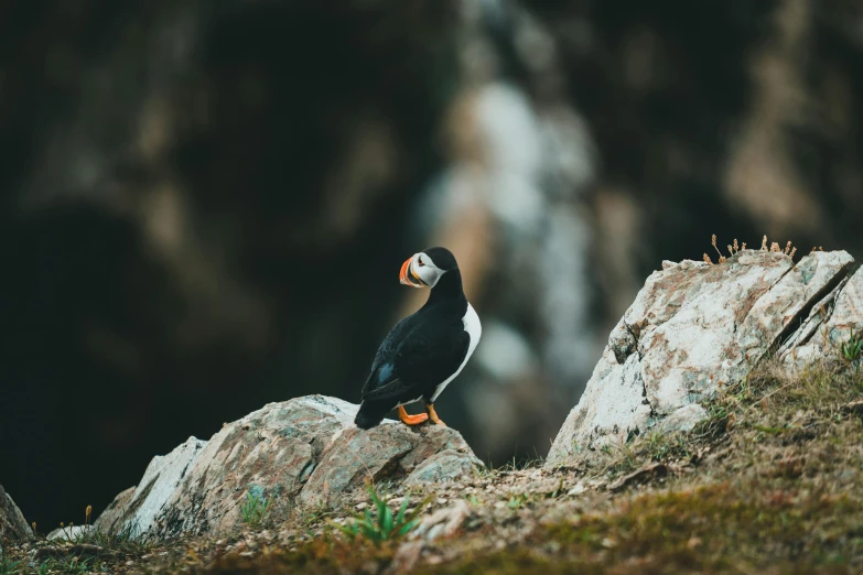 an image of a bird standing on a rock