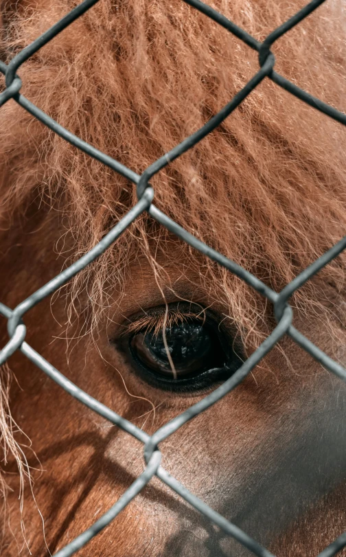 a horse is standing behind a chain link fence