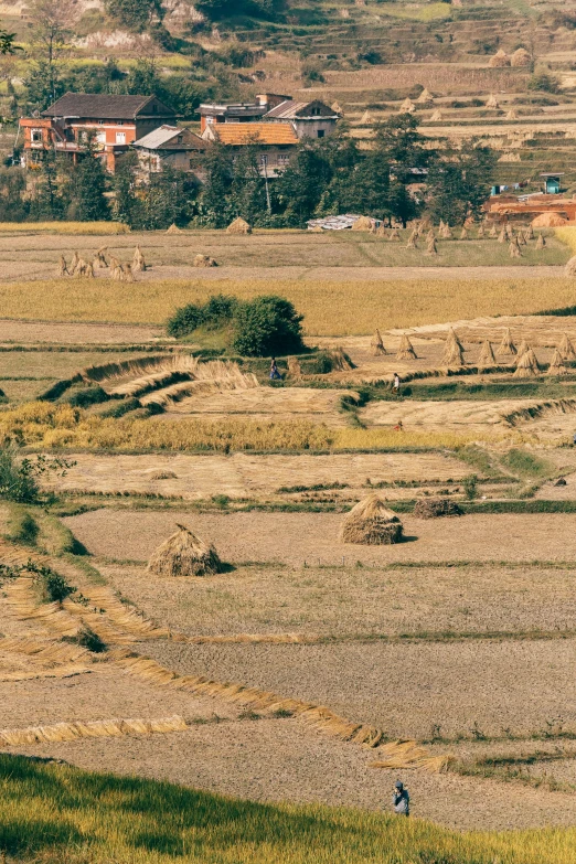 there is an image of a dry field with a small cow on it