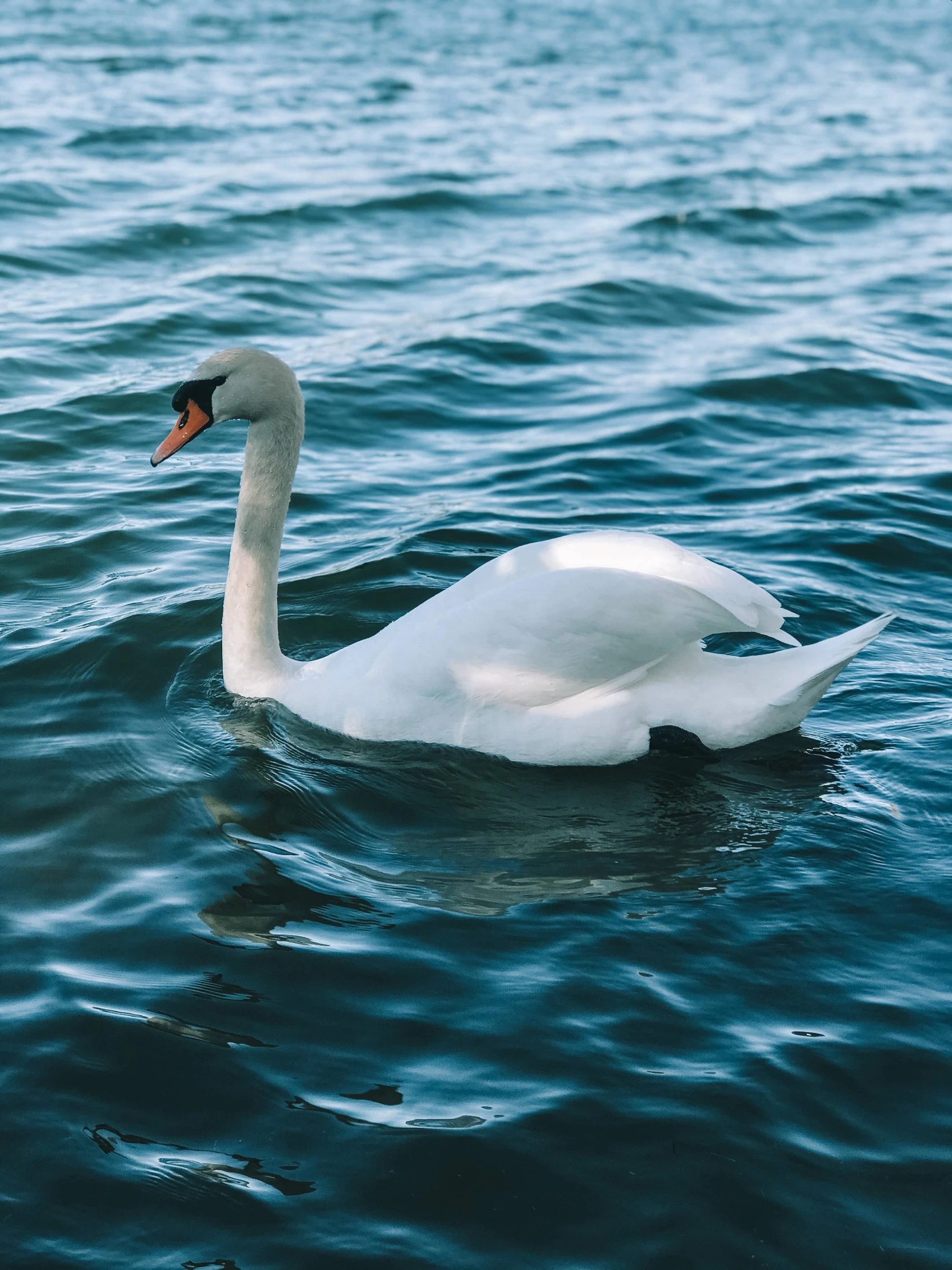 a bird that is swimming in some water