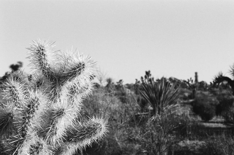 black and white image of cactus on the ground