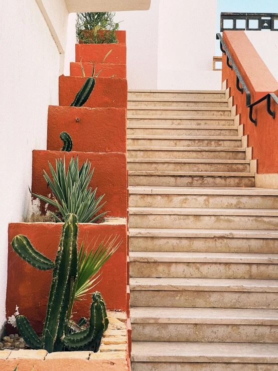 several orange painted pots are holding various cacti