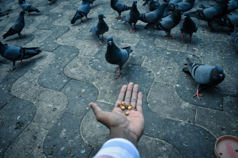 some birds standing around in front of a person's hand