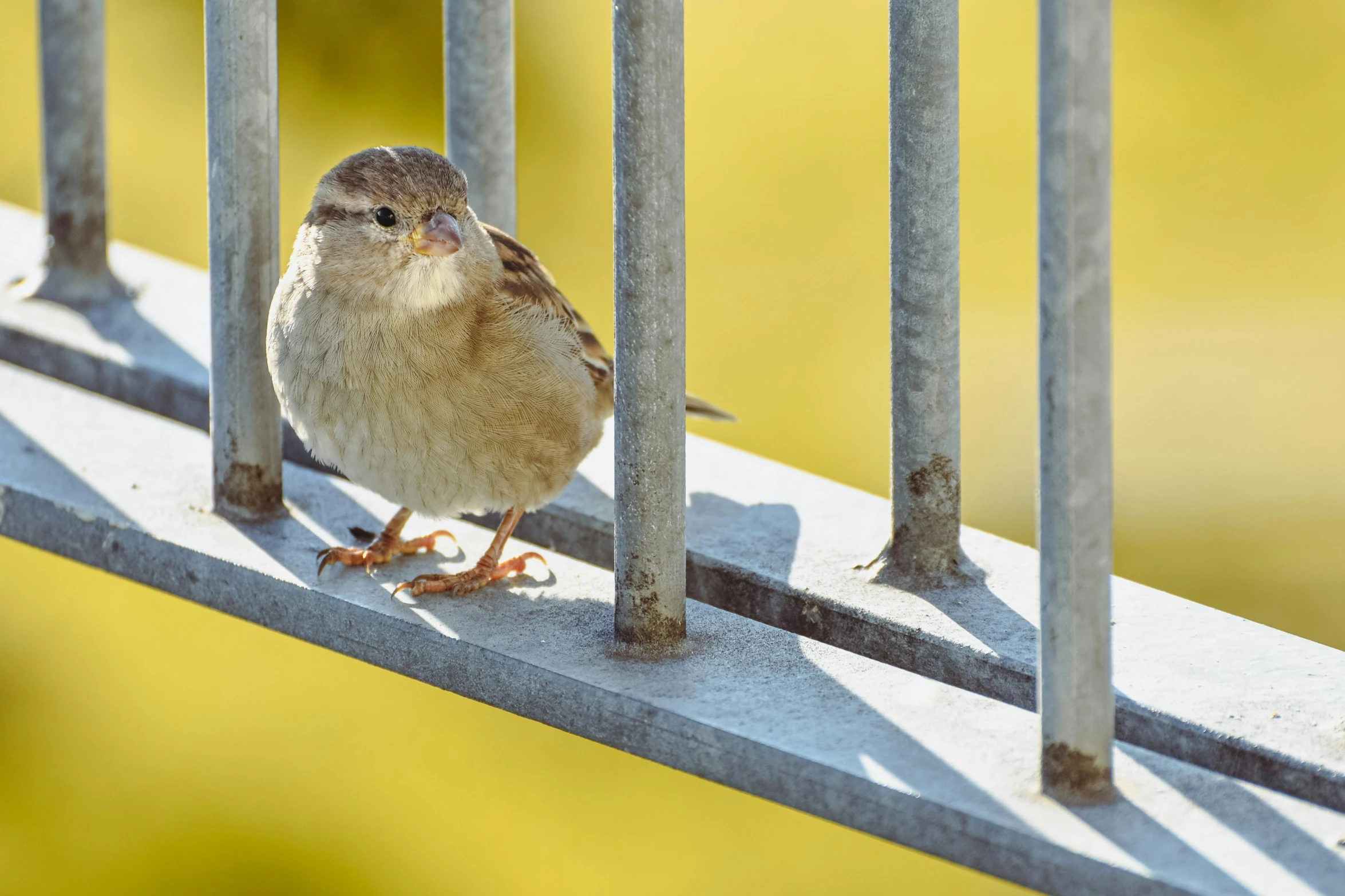 small brown and white bird sitting on the edge of a metal railing