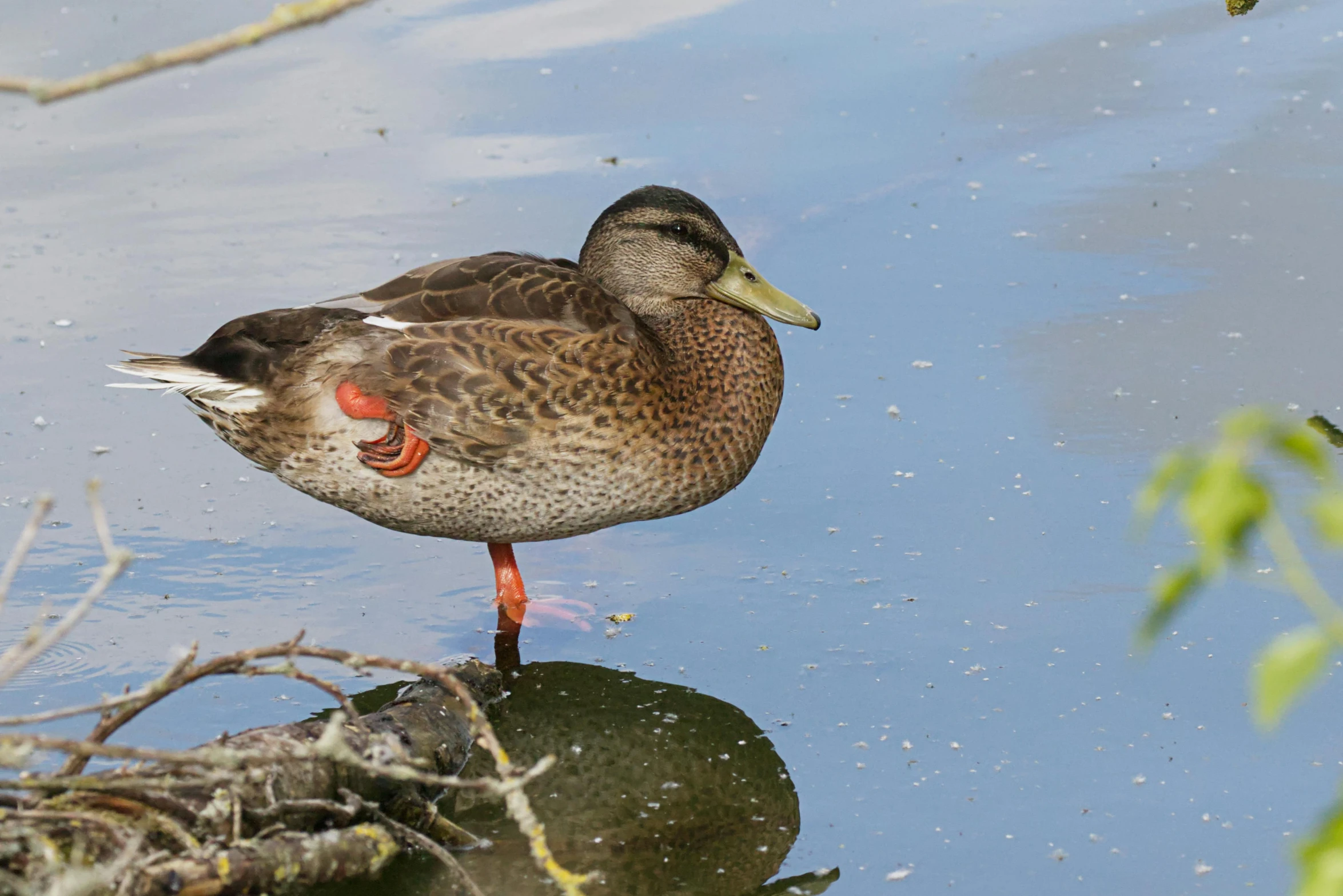 an animal is standing on some water and looking