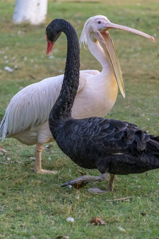 two birds stand next to each other in the grass