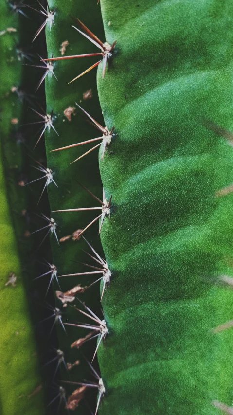 the underside and front of a cactus plant with needles sticking out of it