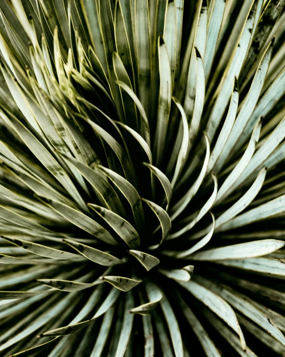 an up close view of a very large plant