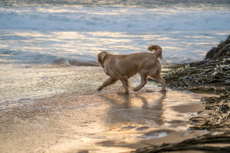 a small brown dog walking on top of a beach next to the ocean