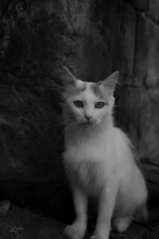 the white cat is sitting on the stone surface