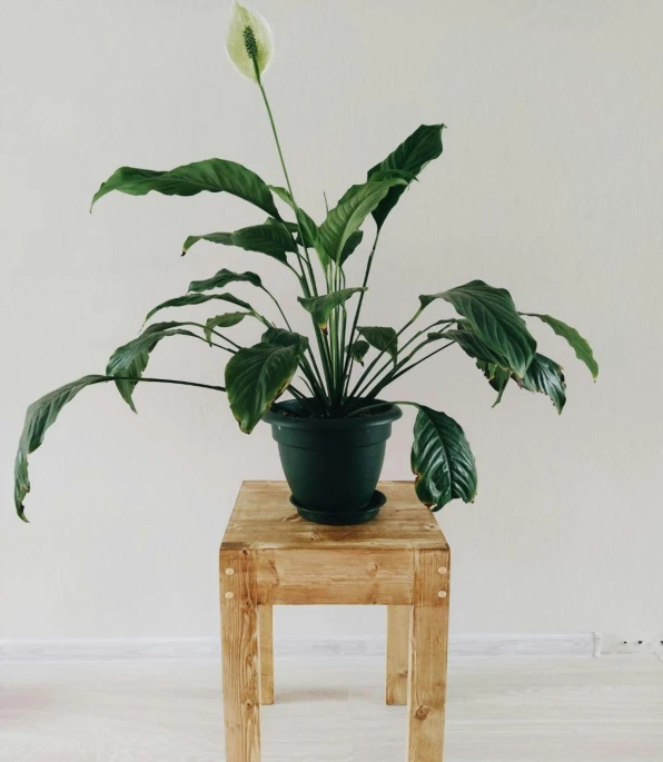 a plant sitting on top of a wooden table