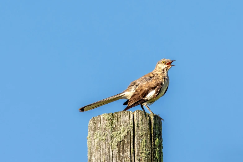 bird sitting on wood post during the day