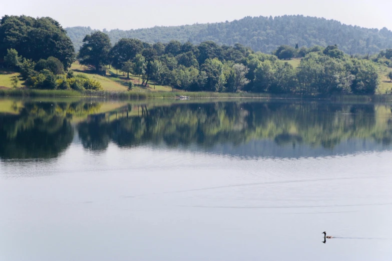 two birds in the lake and some trees