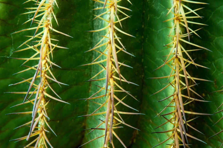 close up view of the leaves on a cactus