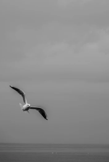 a seagull flying high over the ocean on a cloudy day