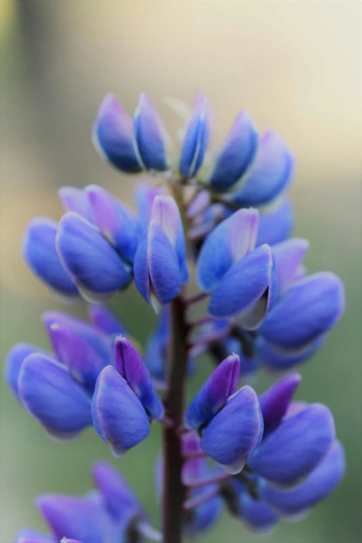 some kind of blue and purple flower that is in a vase