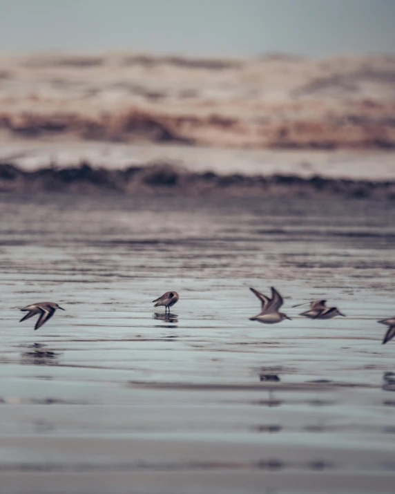 birds flying across the water in front of an ocean