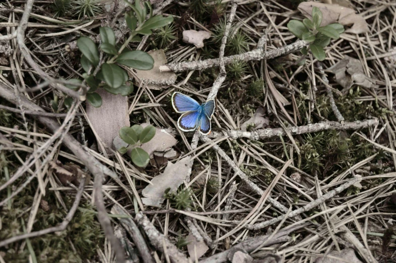 blue erfly standing in grass with some plants