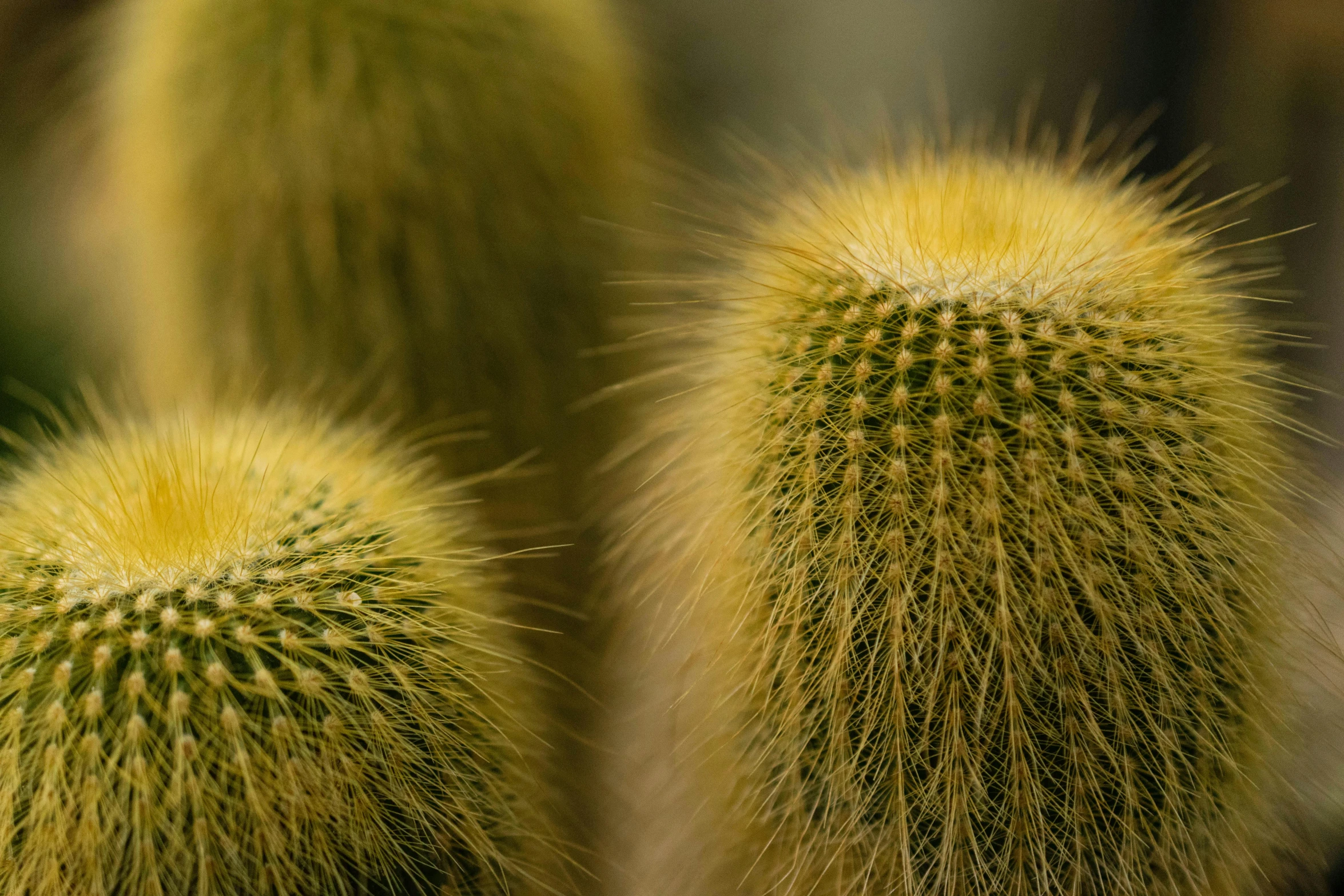 three yellow cacti with brown center pieces