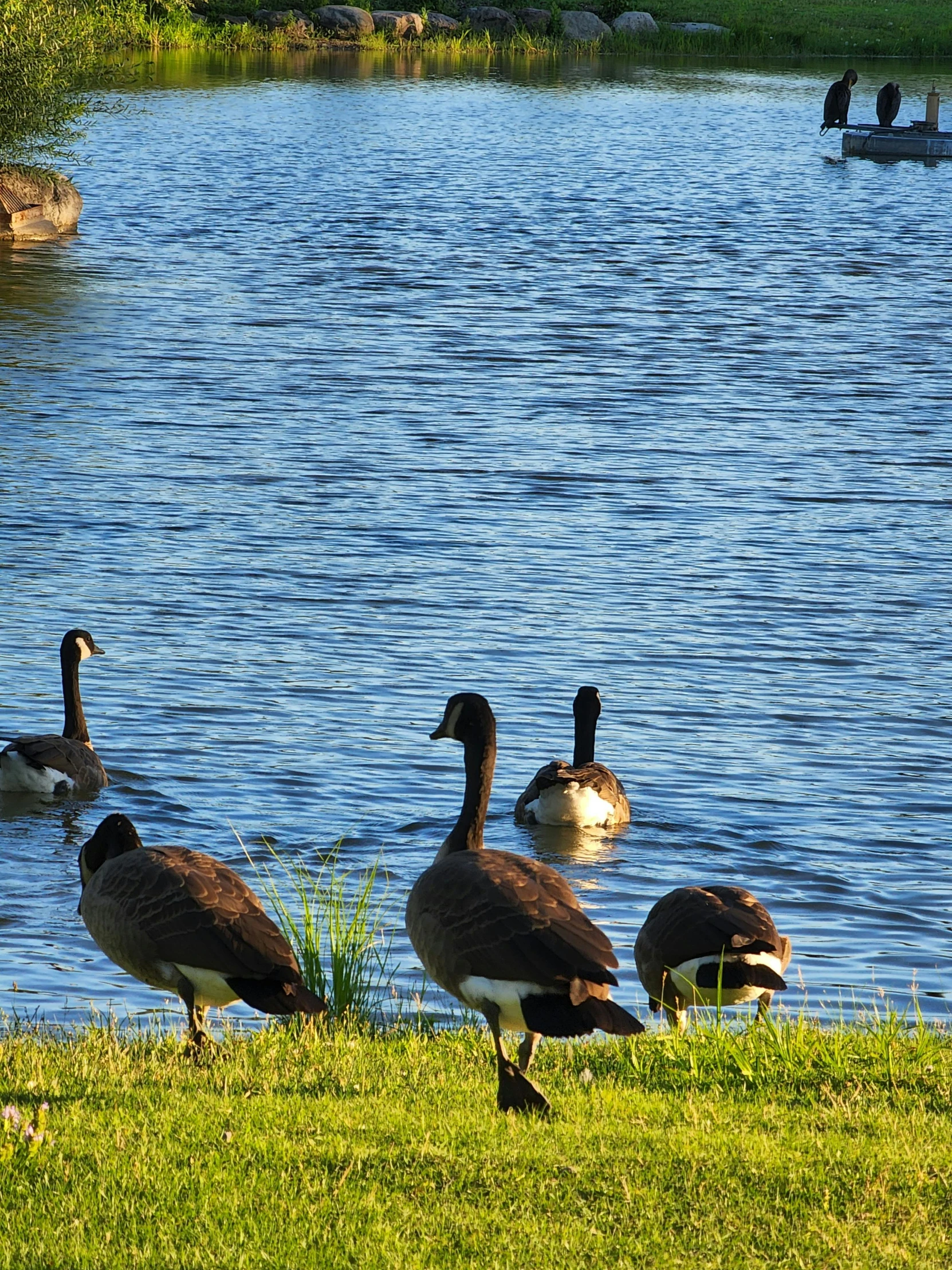 the geese are standing on the bank of the pond