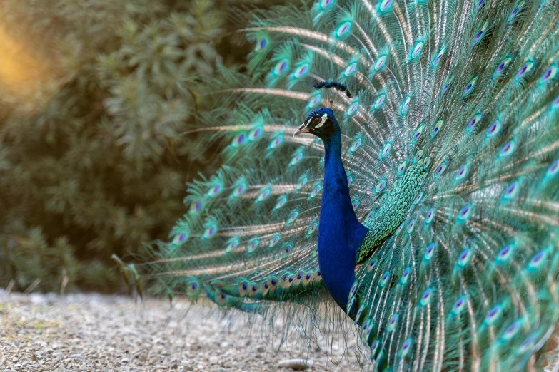 a colorful bird is showing its feathers while walking