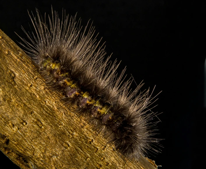 there is a small caterpillar on the edge of a piece of wood