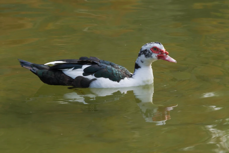 the duck is swimming on some green water