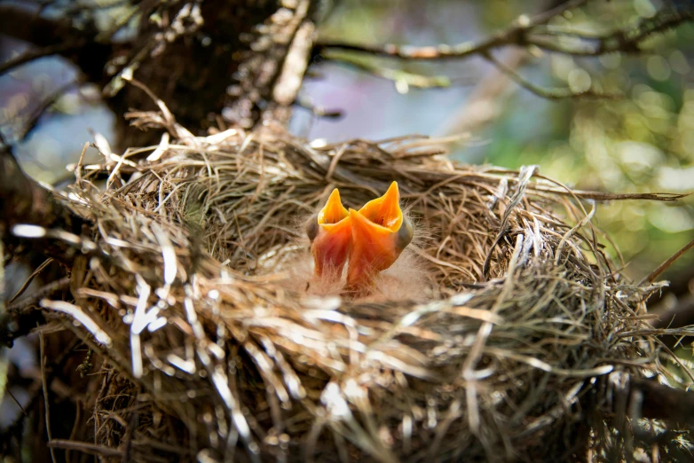 two baby birds nest on the outside of a tree