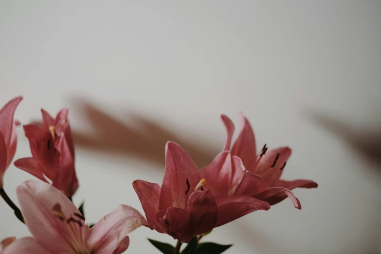 a bunch of flowers that are in a vase