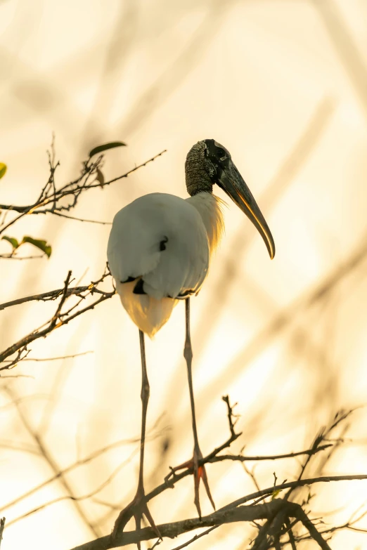 a small white bird with a long beak and long legs