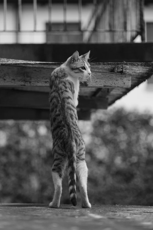 a cat standing on its hind legs while looking at soing