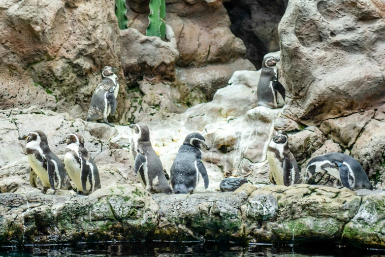 several penguins standing around on rocks near the water