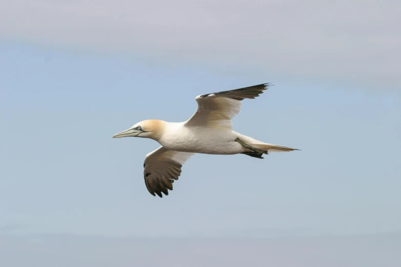 a white and brown bird is flying against the blue sky