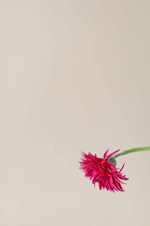 a red flower against a gray background