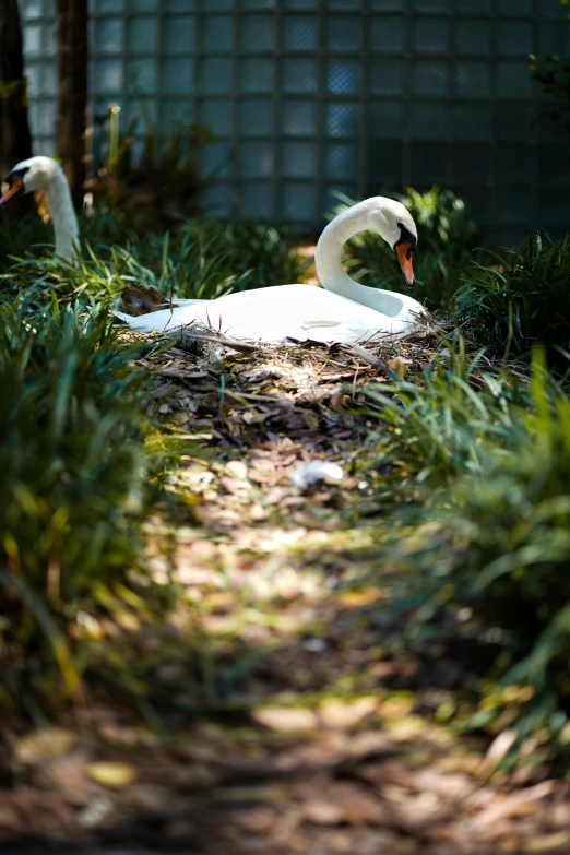 two swans are in the green bush and are making their way