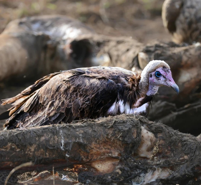 a vulture stands in a pile of tree trunks