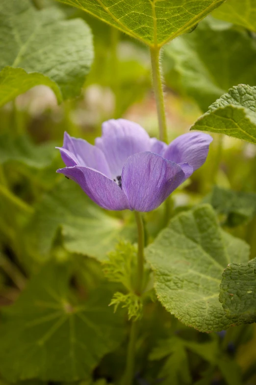 a purple flower is growing outside near some leaves