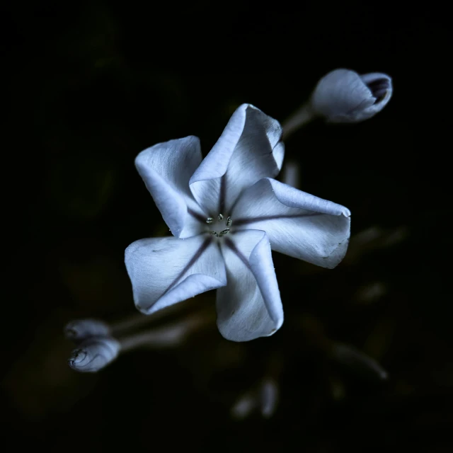 a flower in the dark with two flowers