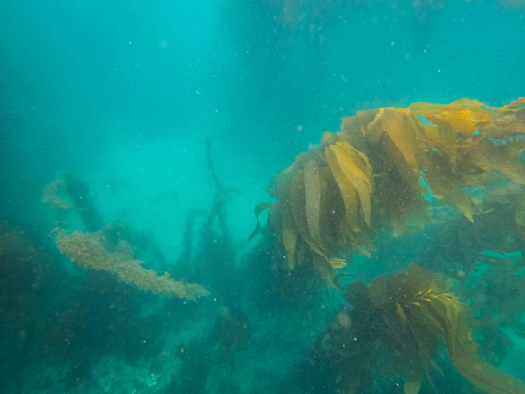 the ocean and underwater view is clear for all of us to see