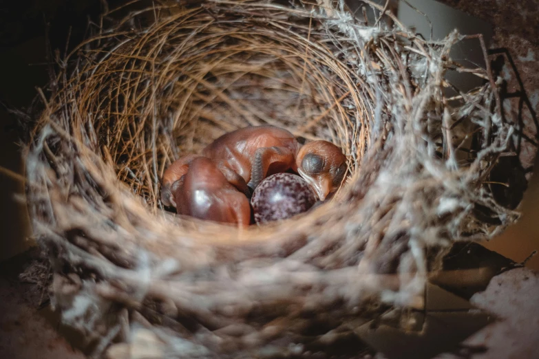 a nest has a small baby in it