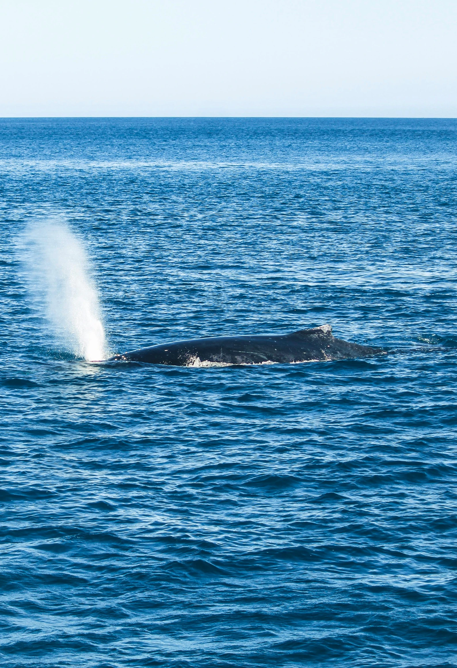 a single whale spouts in the blue water