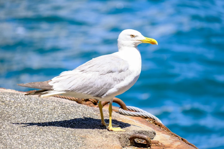 a white bird with a yellow beak stands on a rock