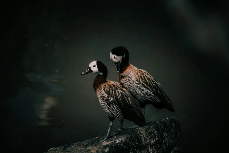 two birds stand on the edge of a body of water