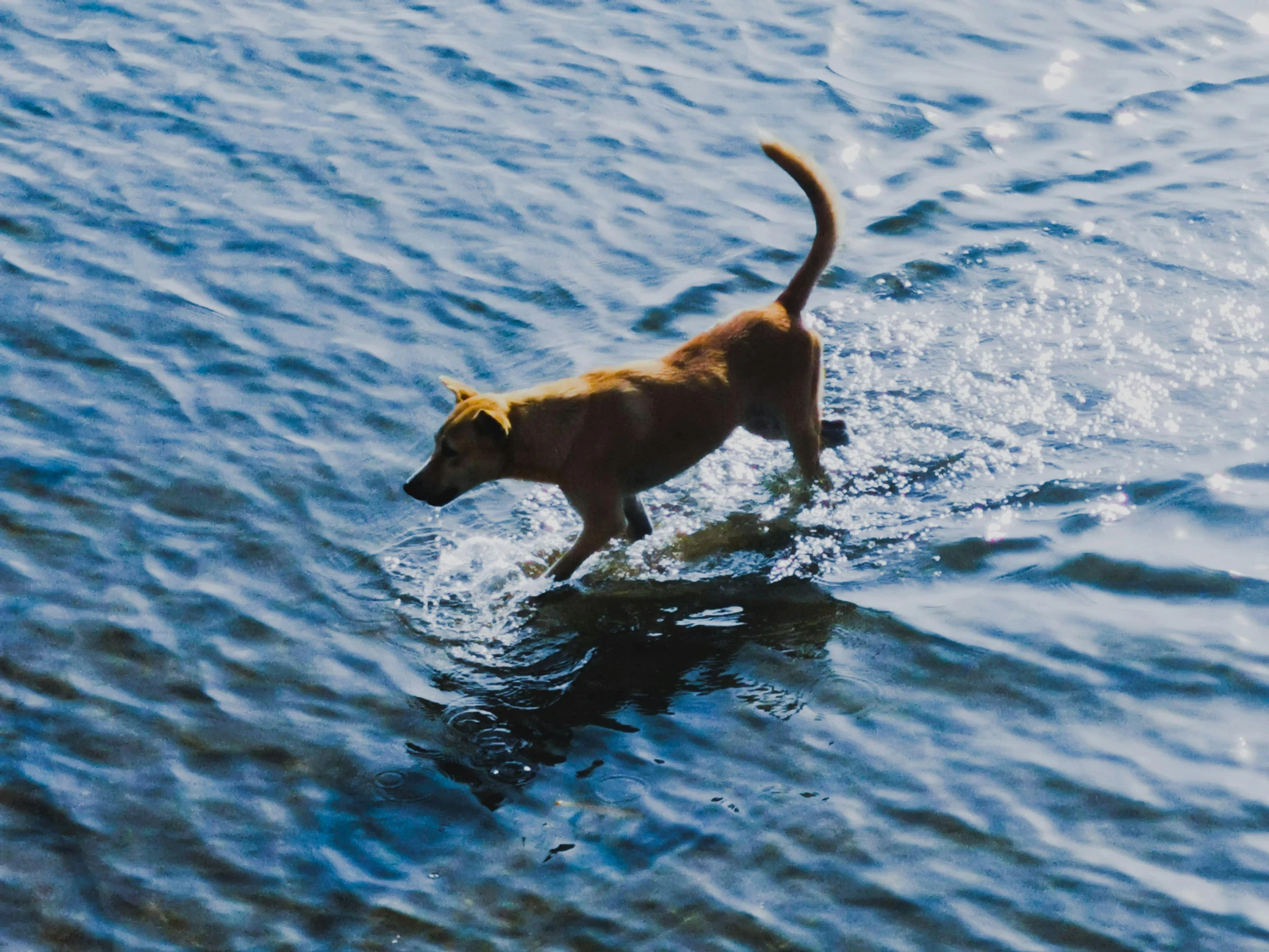 a dog is standing in the water looking for a catch